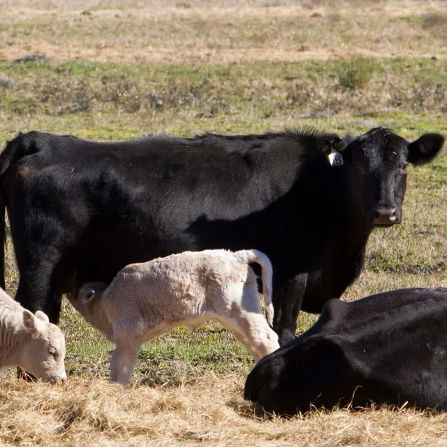 thumbnail for publication: Nutrition at Early Stages of Life Determines the Future Growth and Reproductive Performance of Dairy Calves